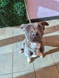 A young medium-sized female Gray / Blue / Silver American Staffordshire Terrier dog named Elm for adoption in El Paso, TX