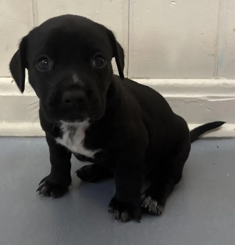 A baby medium-sized female Black Labrador Retriever dog named Sky for adoption in Saint Augustine, FL