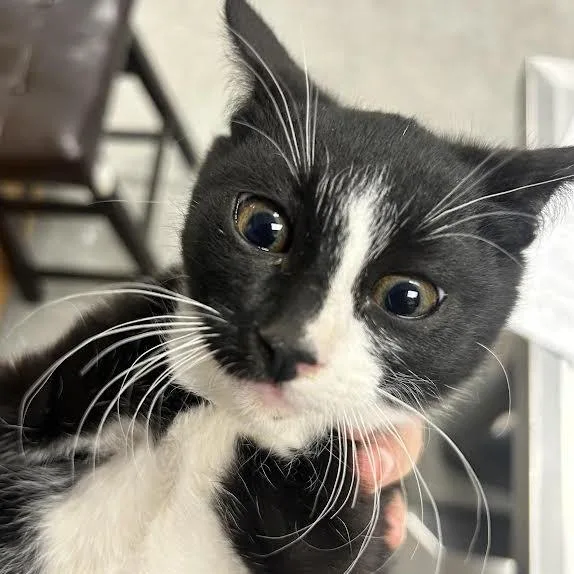 A baby small-sized male Black Domestic Short Hair cat named Oscar for adoption in Durango, CO