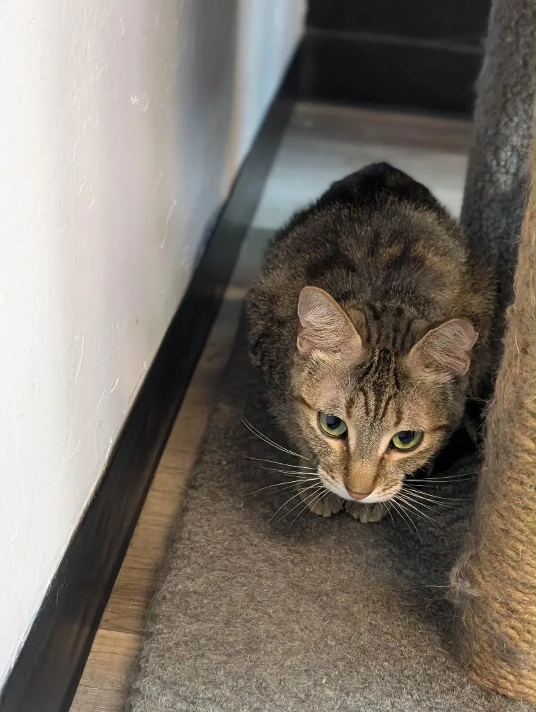An adult medium-sized female Tabby cat named Cinnamon for adoption in Grand Junction, CO