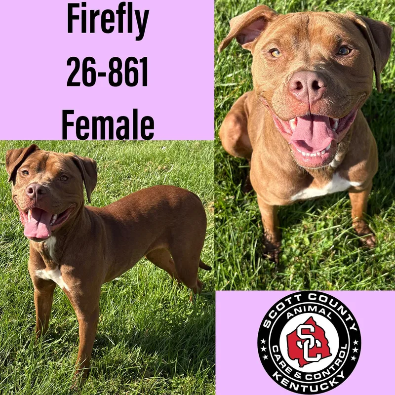 An adult large-sized female Pit Bull Terrier dog named Firefly for adoption in Georgetown, KY
