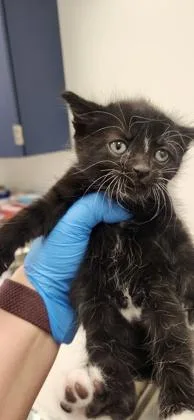 A baby small-sized female Domestic Short Hair cat named Lemur for adoption in Roseville, CA