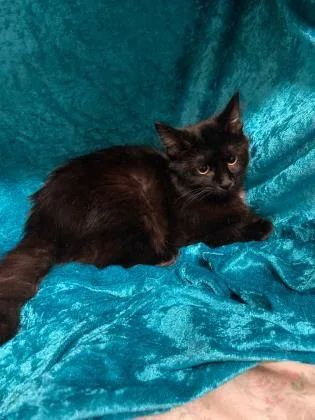 A young medium-sized female Domestic Long Hair cat named Anise for adoption in River Ridge, LA