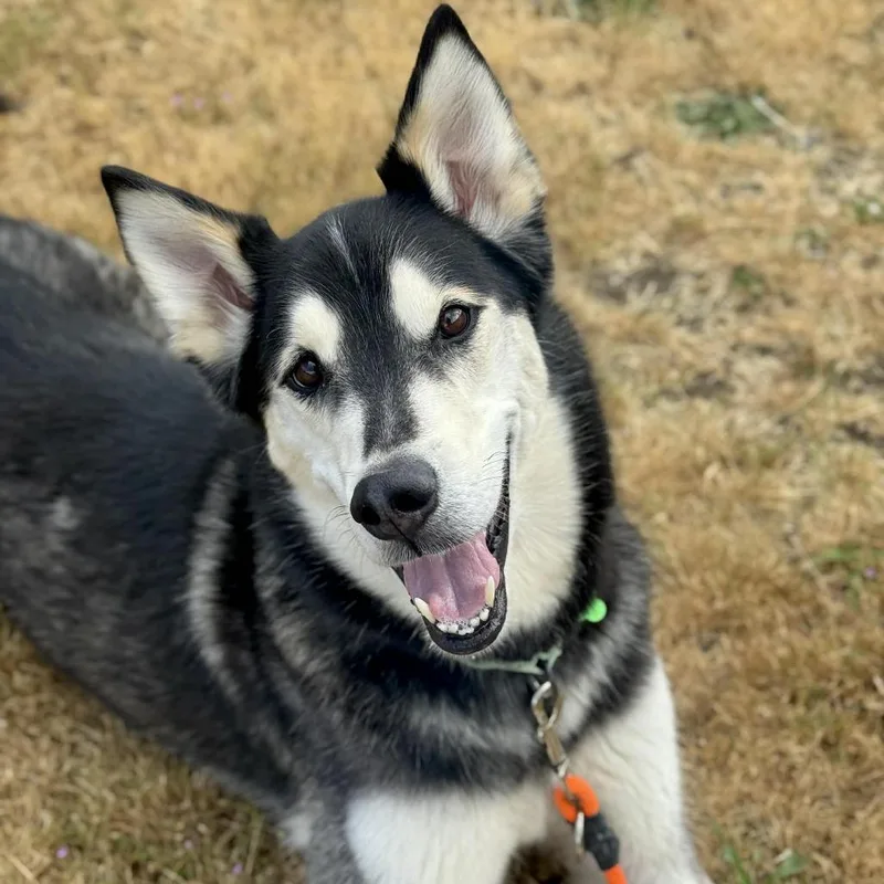 An adult large-sized male Black Husky dog named Sam for adoption in Tacoma, WA