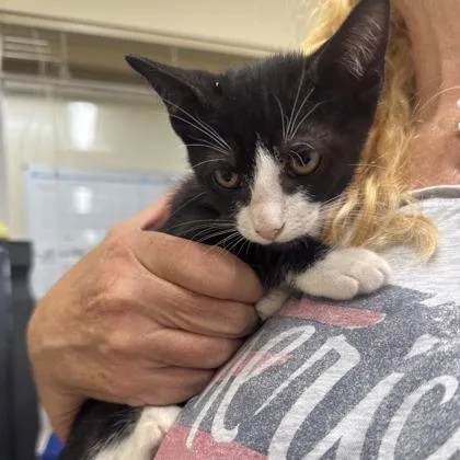 A baby small-sized male Domestic Short Hair cat named Dyle for adoption in West Chester, PA