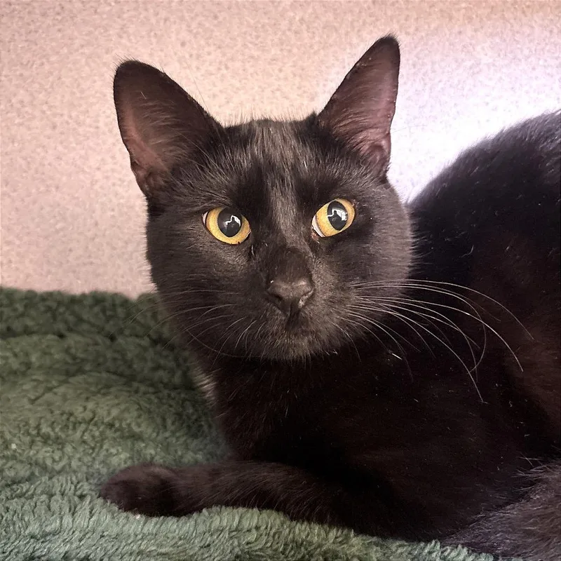 A young medium-sized female Domestic Short Hair cat named Flurry for adoption in Santa Barbara, CA