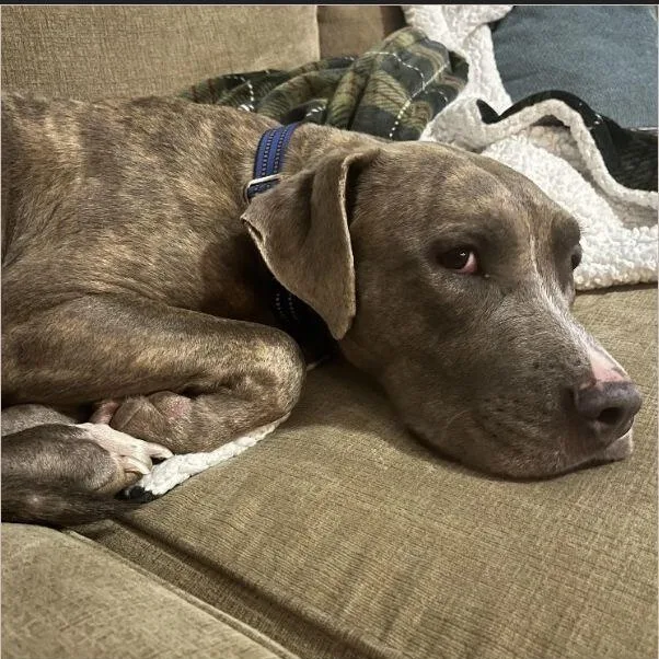 A young medium-sized female Brindle American Staffordshire Terrier dog named Cici for adoption in Houston, TX