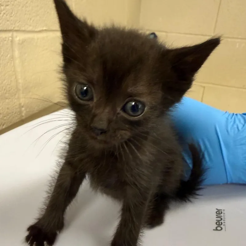 A baby small-sized male Black Domestic Short Hair cat named Limestone for adoption in Troy, VA