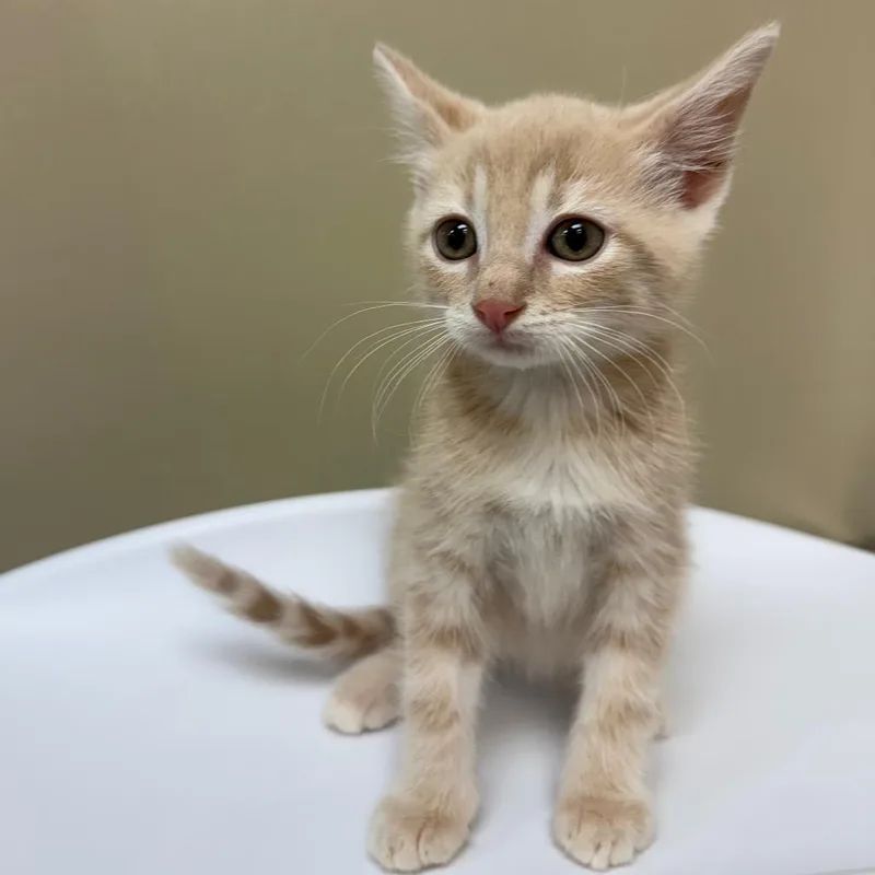 A baby small-sized female Buff / Tan / Fawn Domestic Short Hair cat named Ruby for adoption in Birmingham, AL