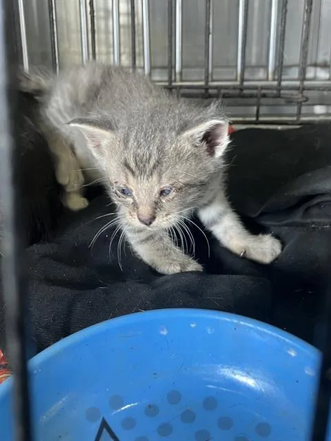 A baby small-sized male Domestic Short Hair cat named Mark for adoption in Dallas, TX