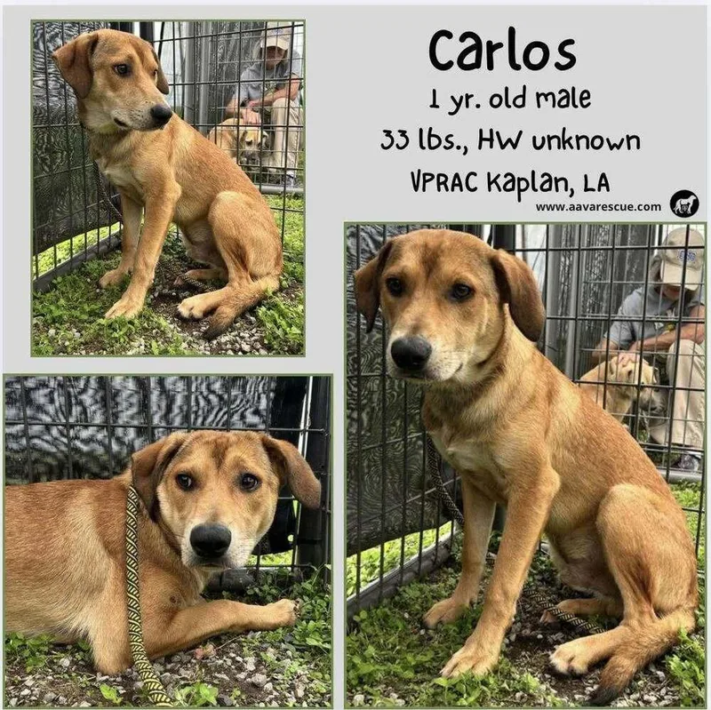 An adult medium-sized male Brown / Chocolate Mixed Breed dog named Carlos for adoption in Scott, LA