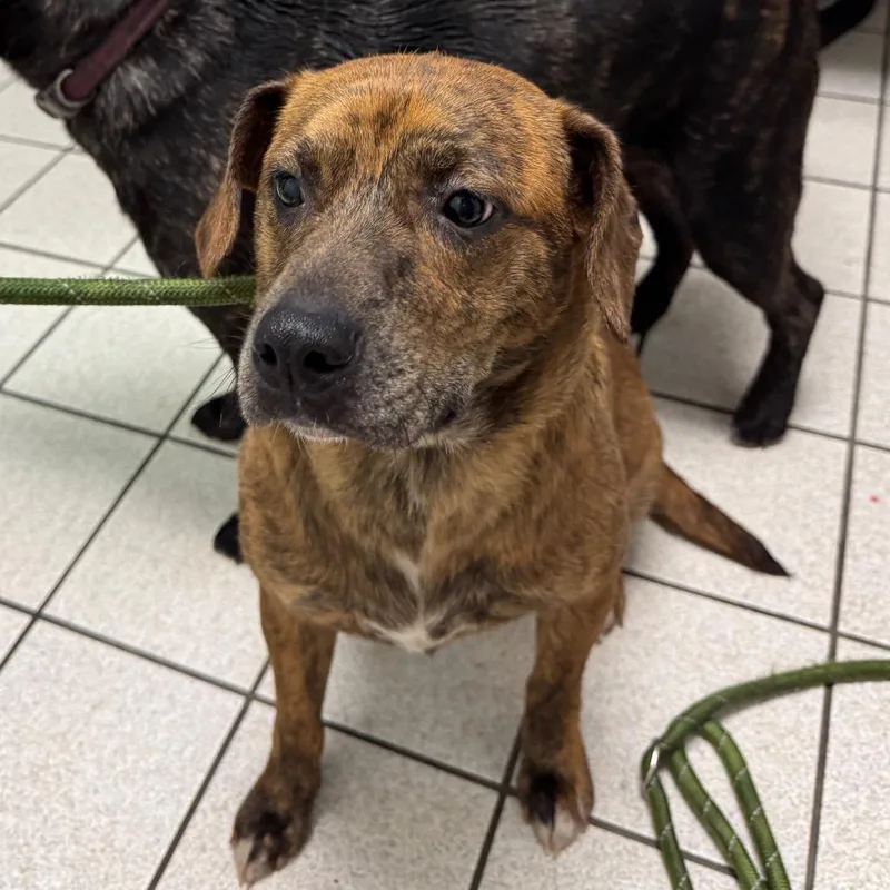 An adult medium-sized female Brindle Mixed Breed dog named Yorkshire Pudding for adoption in Charleston, WV