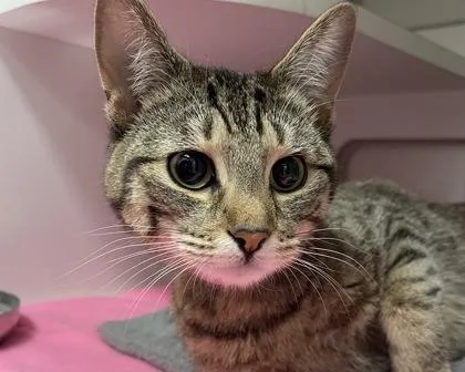 Coca Cola thumbnail 2