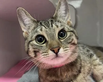 Coca Cola thumbnail 3