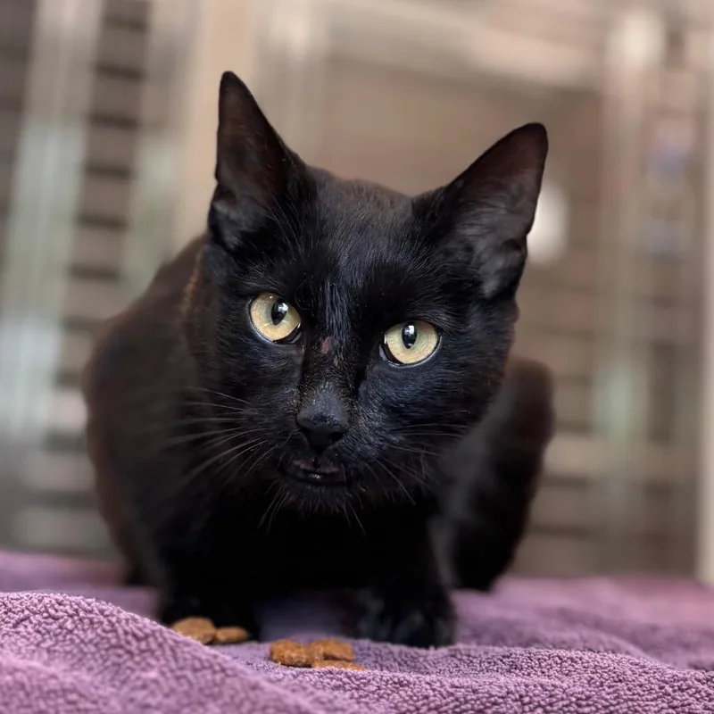 A young medium-sized female Black Domestic Short Hair cat named Bagel Bite for adoption in Nashville, IN