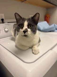 An adult small-sized male Domestic Short Hair cat named Chug for adoption in Longmont, CO