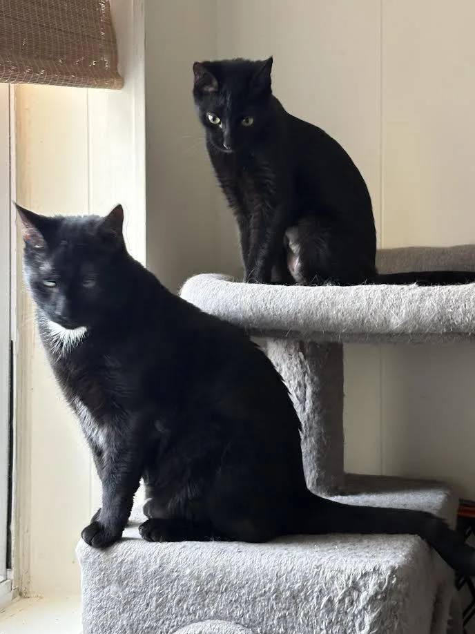 Bagheera thumbnail 2