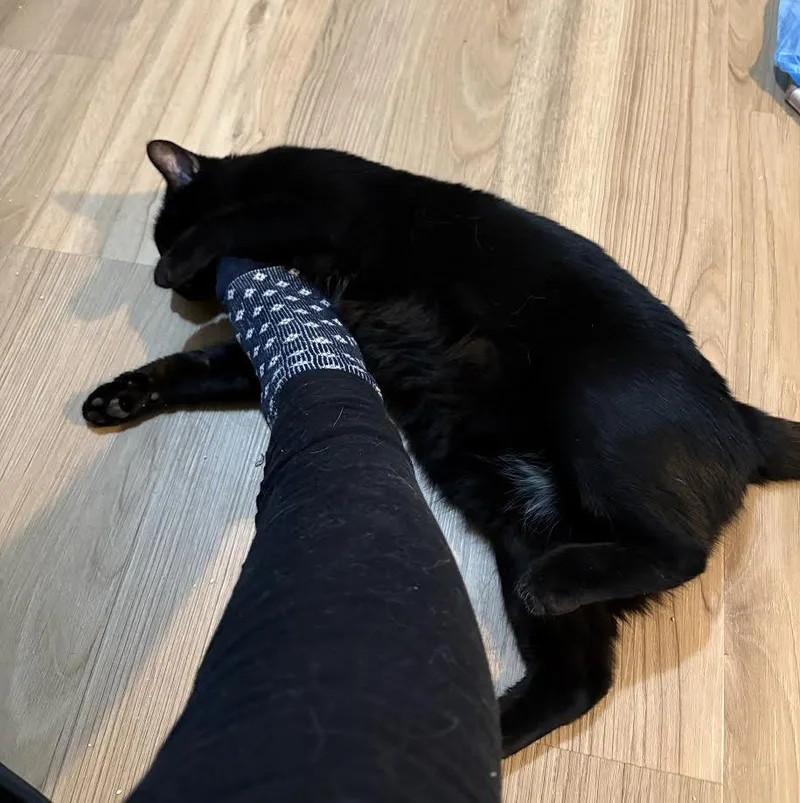 Bagheera thumbnail 3