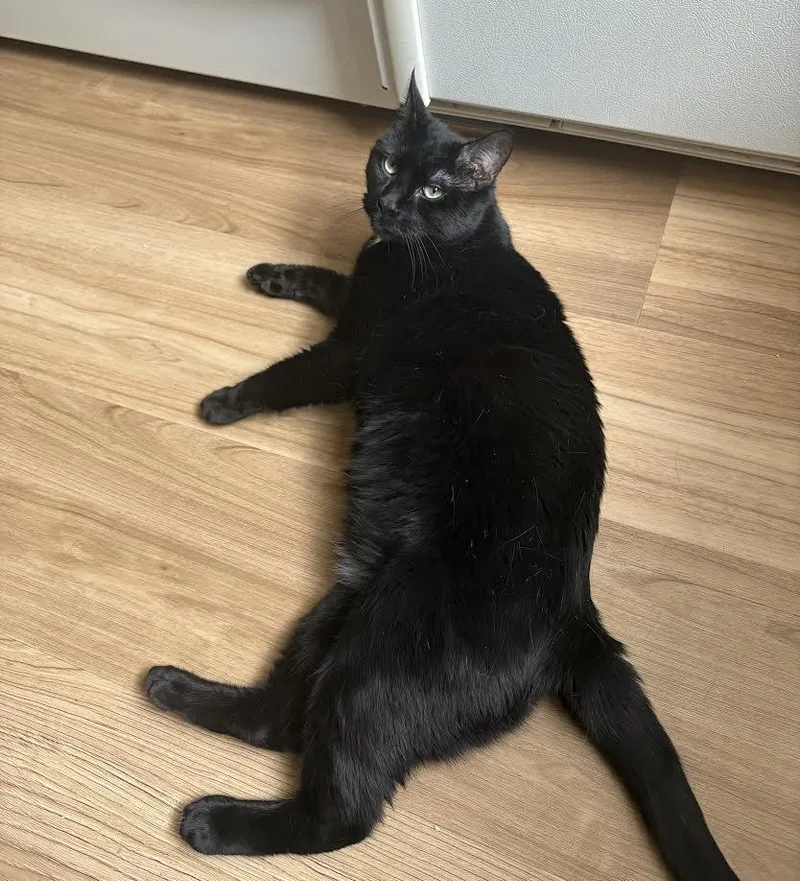 Bagheera thumbnail 4