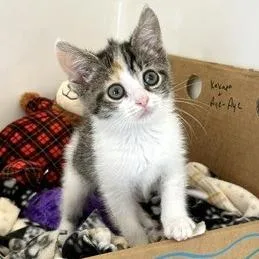 A baby small-sized female Orange / Red Domestic Short Hair cat named AyeAye for adoption in Novelty, OH