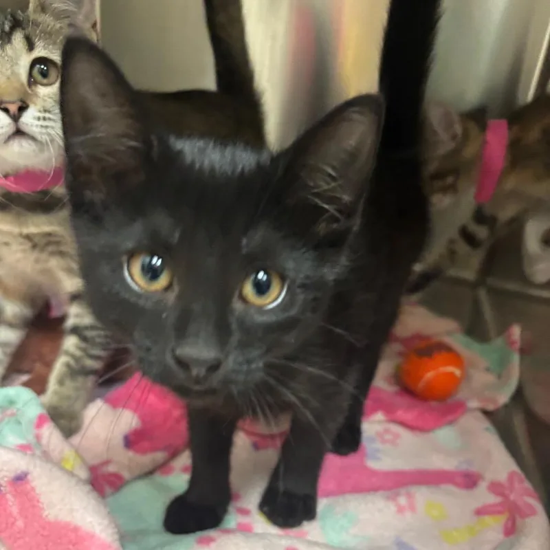 A baby small-sized male Black Domestic Short Hair cat named Harry for adoption in Lakeland, FL