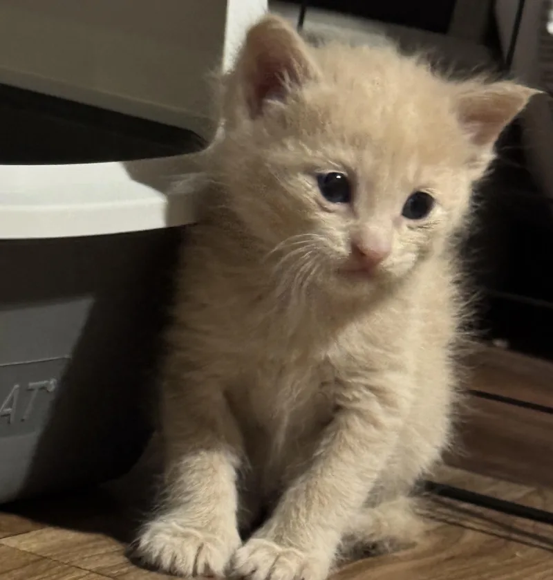 A baby medium-sized male Buff / Tan / Fawn Domestic Short Hair cat named Axl for adoption in Port Washington, WI