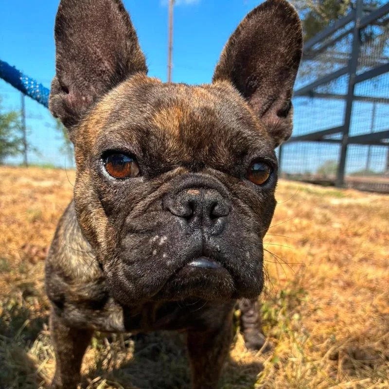 A young small-sized female Brindle French Bulldog dog named Lucy Goosey PF for adoption in Austin, TX