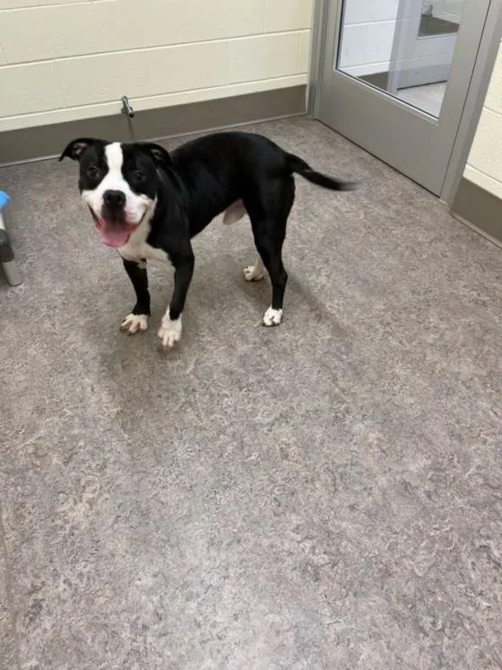 Beethoven thumbnail 2