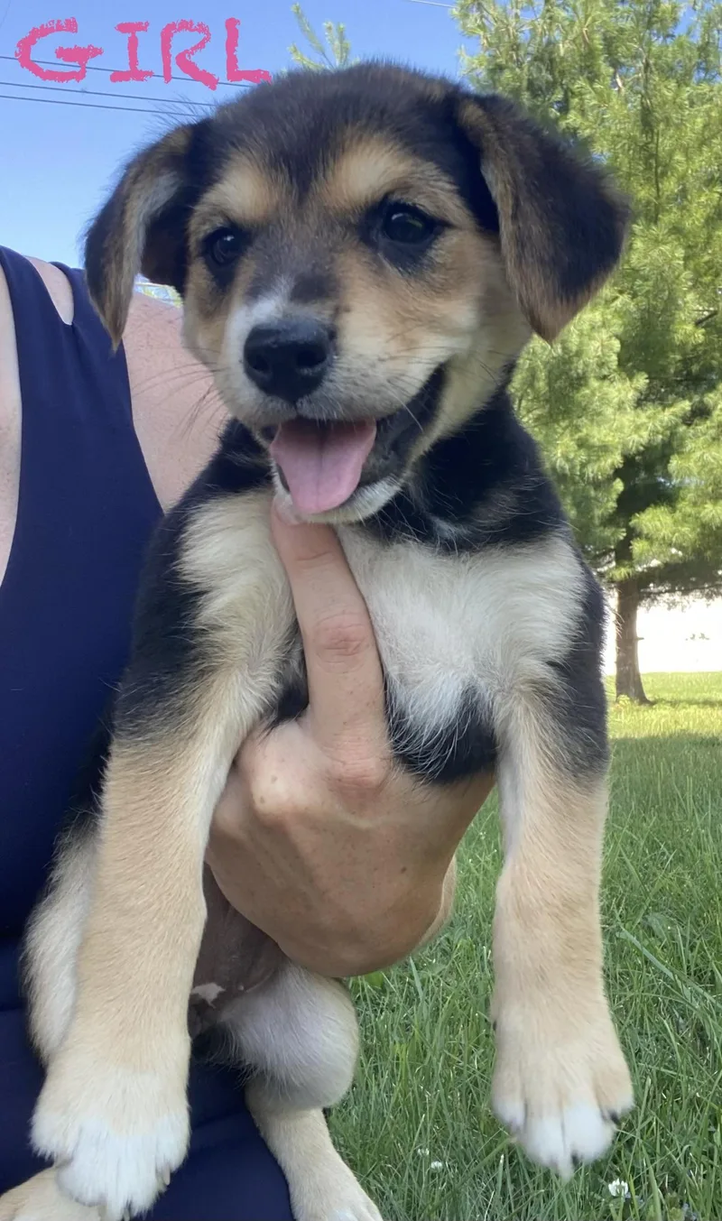 A baby medium-sized female Shiba Inu dog named Darla and Dexter for adoption in Armada, MI