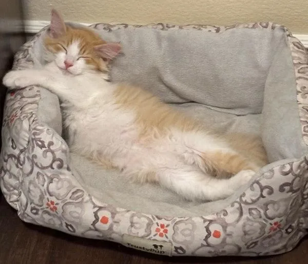 A baby small-sized male Domestic Short Hair cat named Sponge Bob for adoption in Bonsall, CA