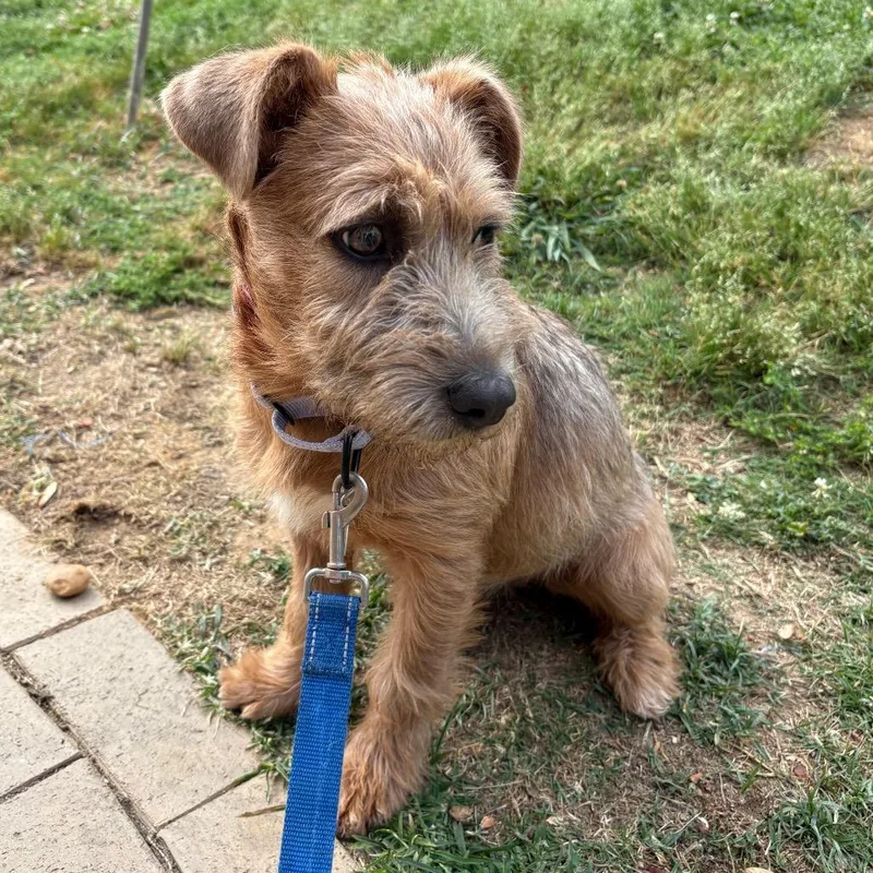 A baby medium-sized female Yellow / Tan / Blond / Fawn Mixed Breed dog named Ct Cecily for adoption in Eastford, CT