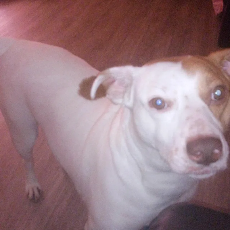 An adult medium-sized male Mixed Breed dog named Kylo for adoption in Bristol, IN
