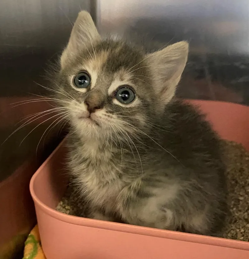 A baby small-sized female Dilute Tortoiseshell cat named Kris for adoption in Lockhart, TX