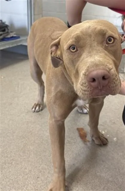 A young medium-sized female Pit Bull Terrier dog named Vivien for adoption in San Bernardino, CA