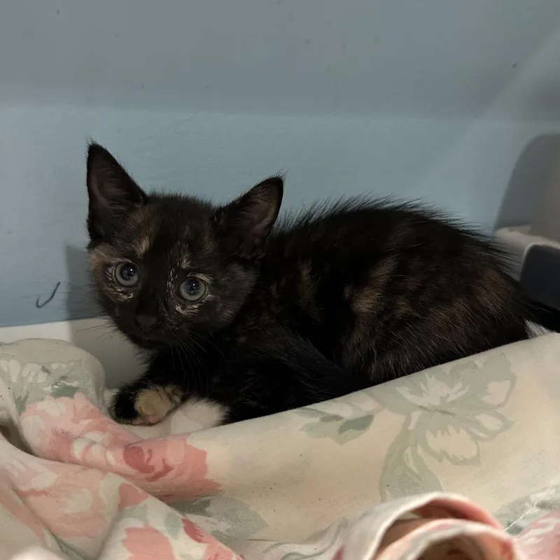 A baby small-sized female Black Domestic Short Hair cat named Cherry Pie for adoption in Chattanooga, TN