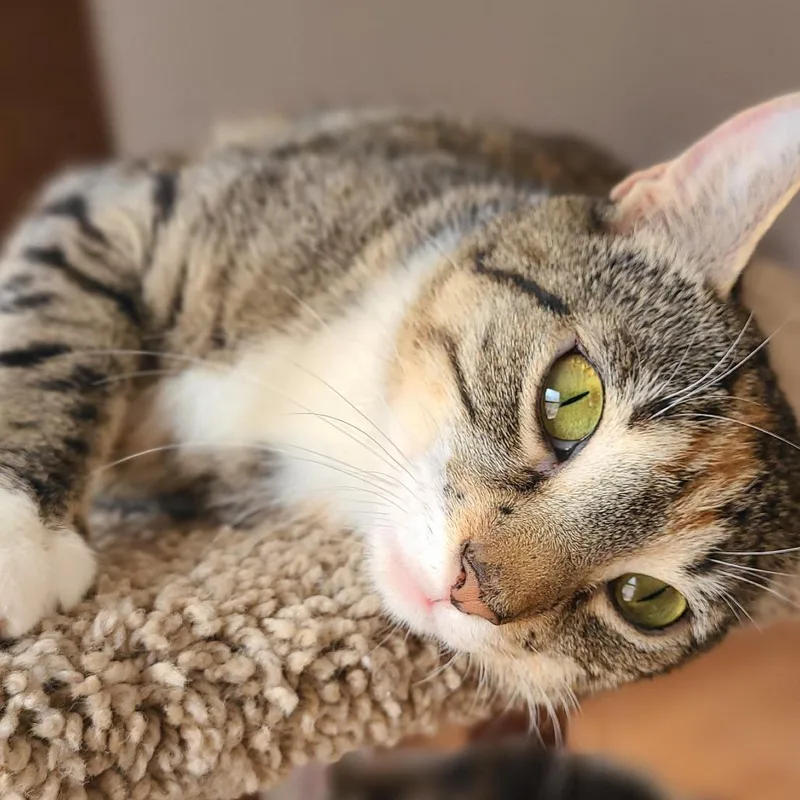 A young medium-sized female Calico Domestic Short Hair cat named Harmony for adoption in Hudson, NY