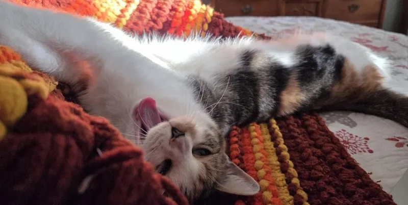 Fancy Nancy thumbnail 2