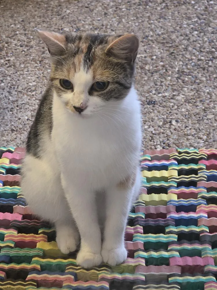 Fancy Nancy thumbnail 3