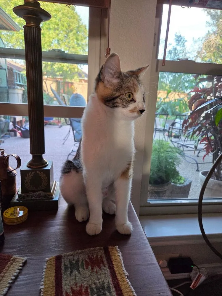 Fancy Nancy thumbnail 4