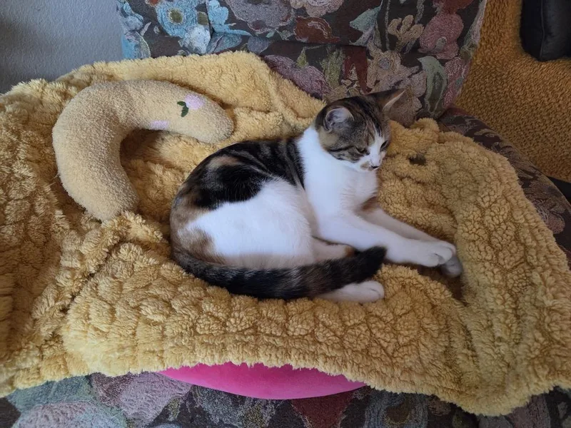 Fancy Nancy thumbnail 5