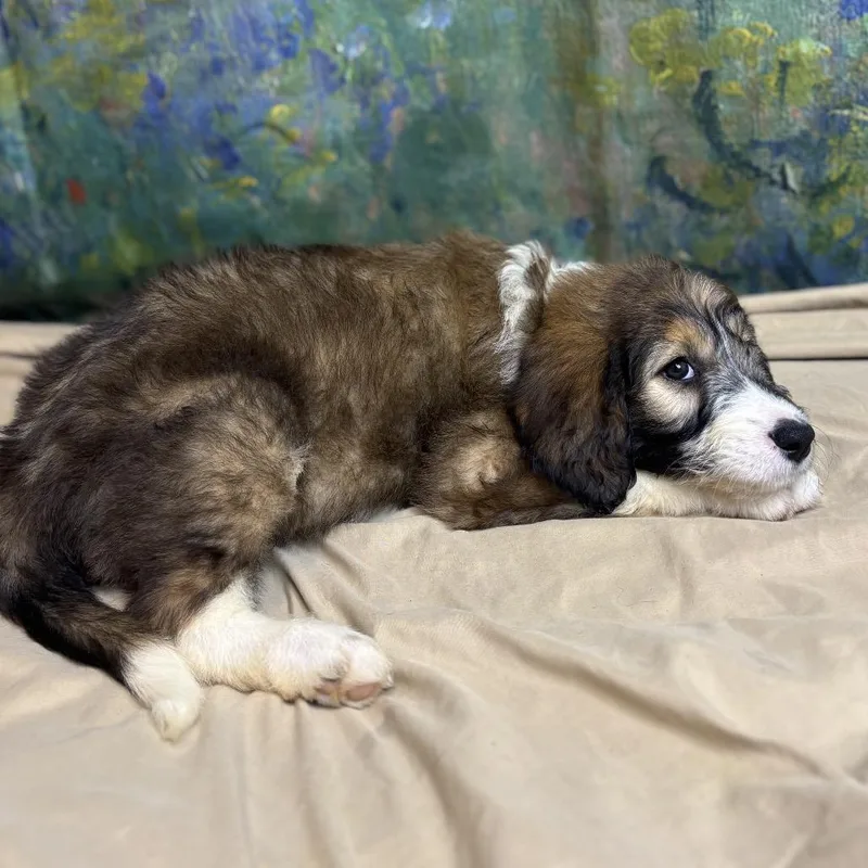 A baby medium-sized female Brown / Chocolate Poodle dog named Honey Bun for adoption in Brownsboro, AL
