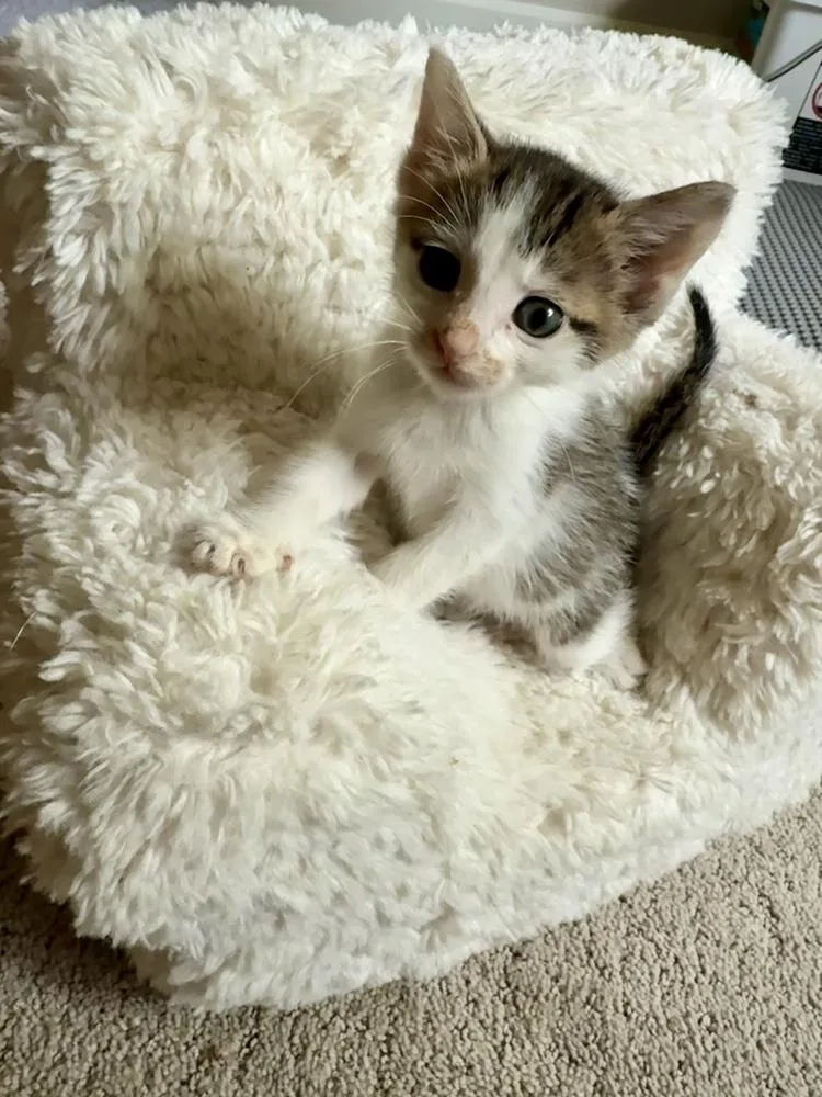 A baby small-sized male Domestic Short Hair cat named Kiwi for adoption in Evergreen, CO