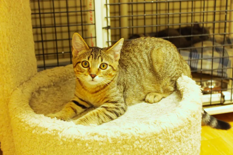 A baby medium-sized female Tabby (Buff / Tan / Fawn) Domestic Short Hair cat named Chevelle for adoption in Urbana, OH