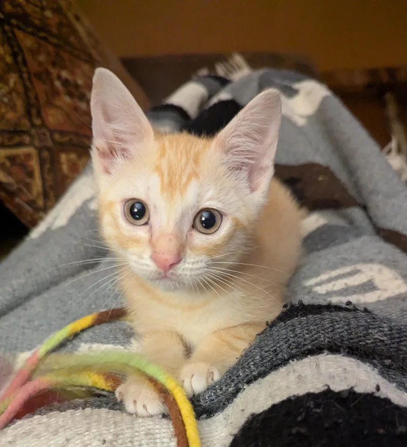 A baby medium-sized male Orange / Red Domestic Short Hair cat named Sammy Sunbeam for adoption in Trenton, NJ