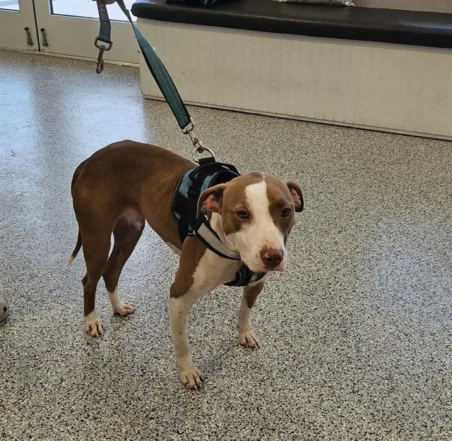 A young medium-sized female Mixed Breed dog named Caliope for adoption in Palmetto, FL