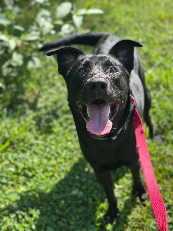 An adult large-sized male White / Cream Mixed Breed dog named Slugger for adoption in Cincinnati, OH