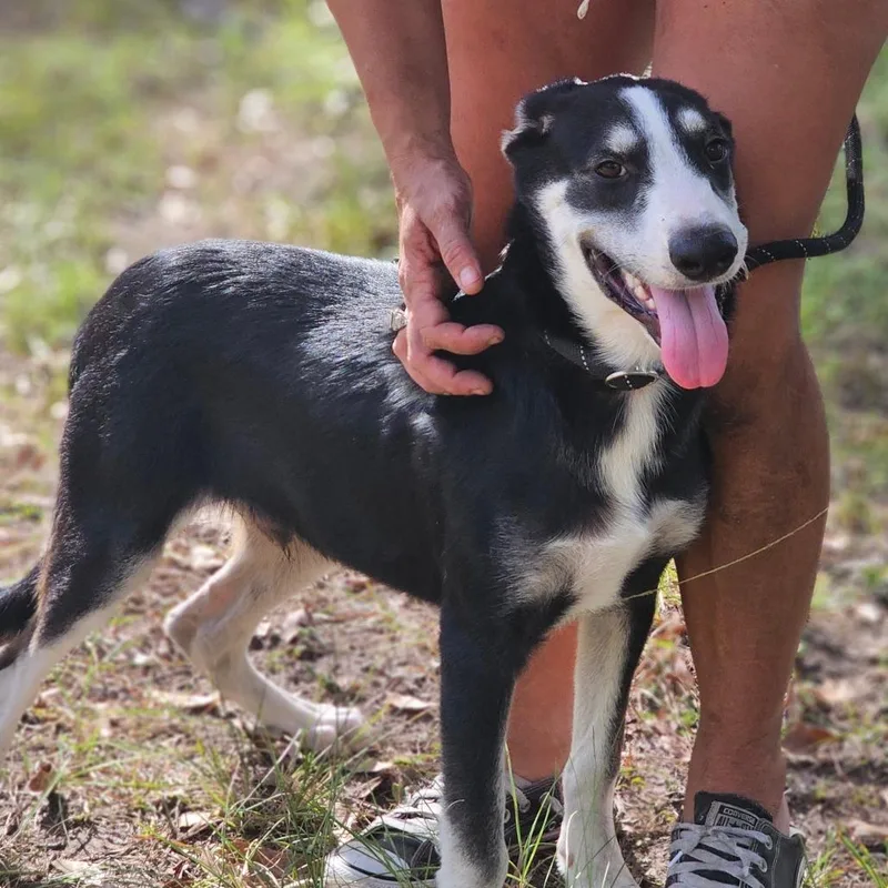 A young medium-sized male Black Husky dog named Alex for adoption in Cleveland, TX