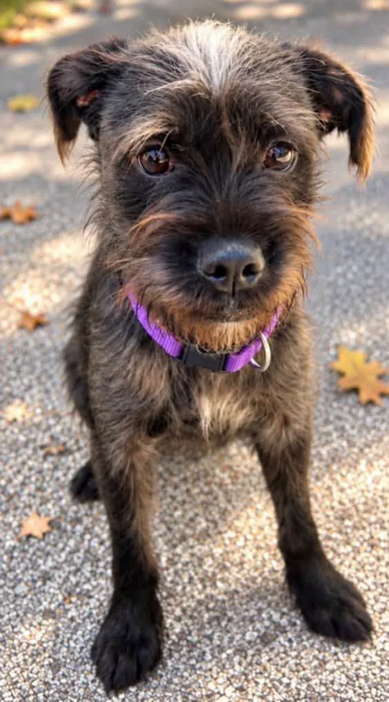 A baby medium-sized female Brown / Chocolate Wirehaired Terrier dog named Isadora for adoption in Kansas City, KS
