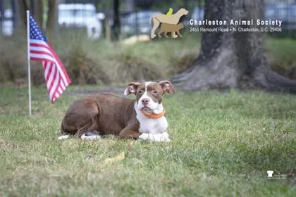 An adult large-sized male American Staffordshire Terrier dog named B Soldier for adoption in North Charleston, SC