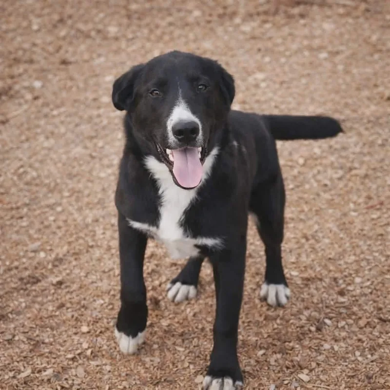 A young medium-sized male Black Border Collie dog named Apollo Alexander for adoption in Batesville, AR
